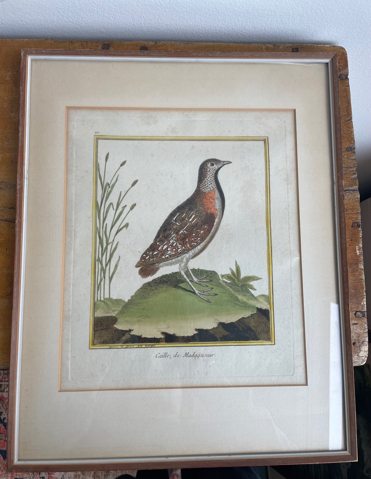 Antique Francois Martinet Bird Prints