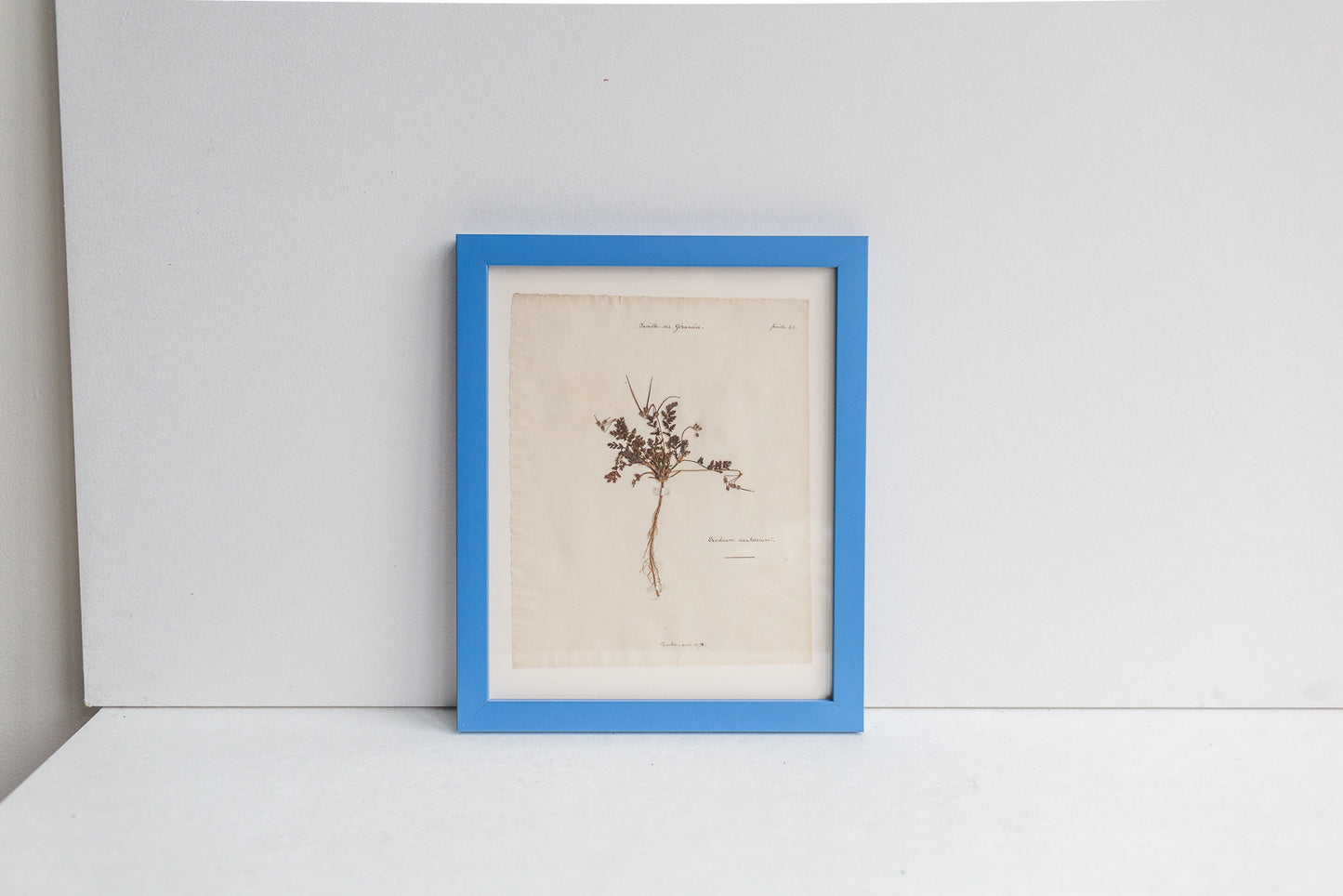 Framed Antique Pressed French Botanicals