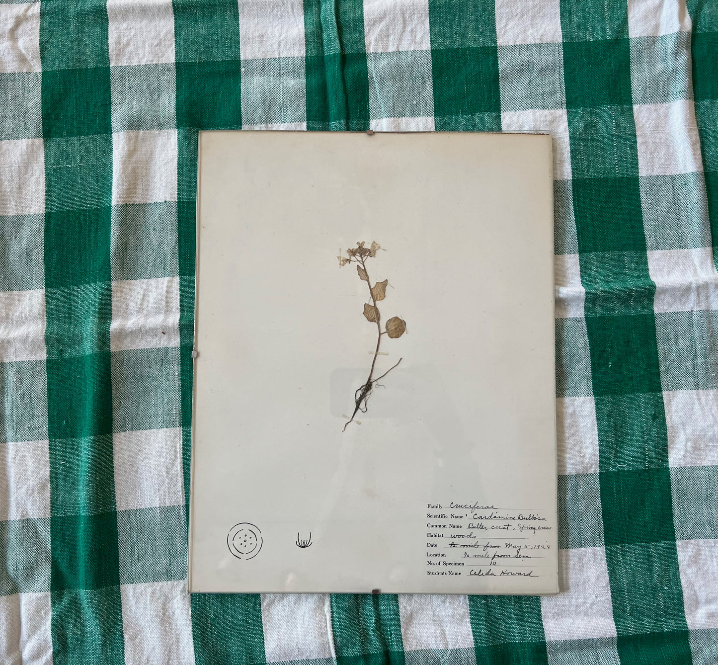 1920s Pressed Botanicals