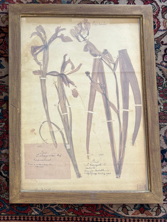 Botanical Print