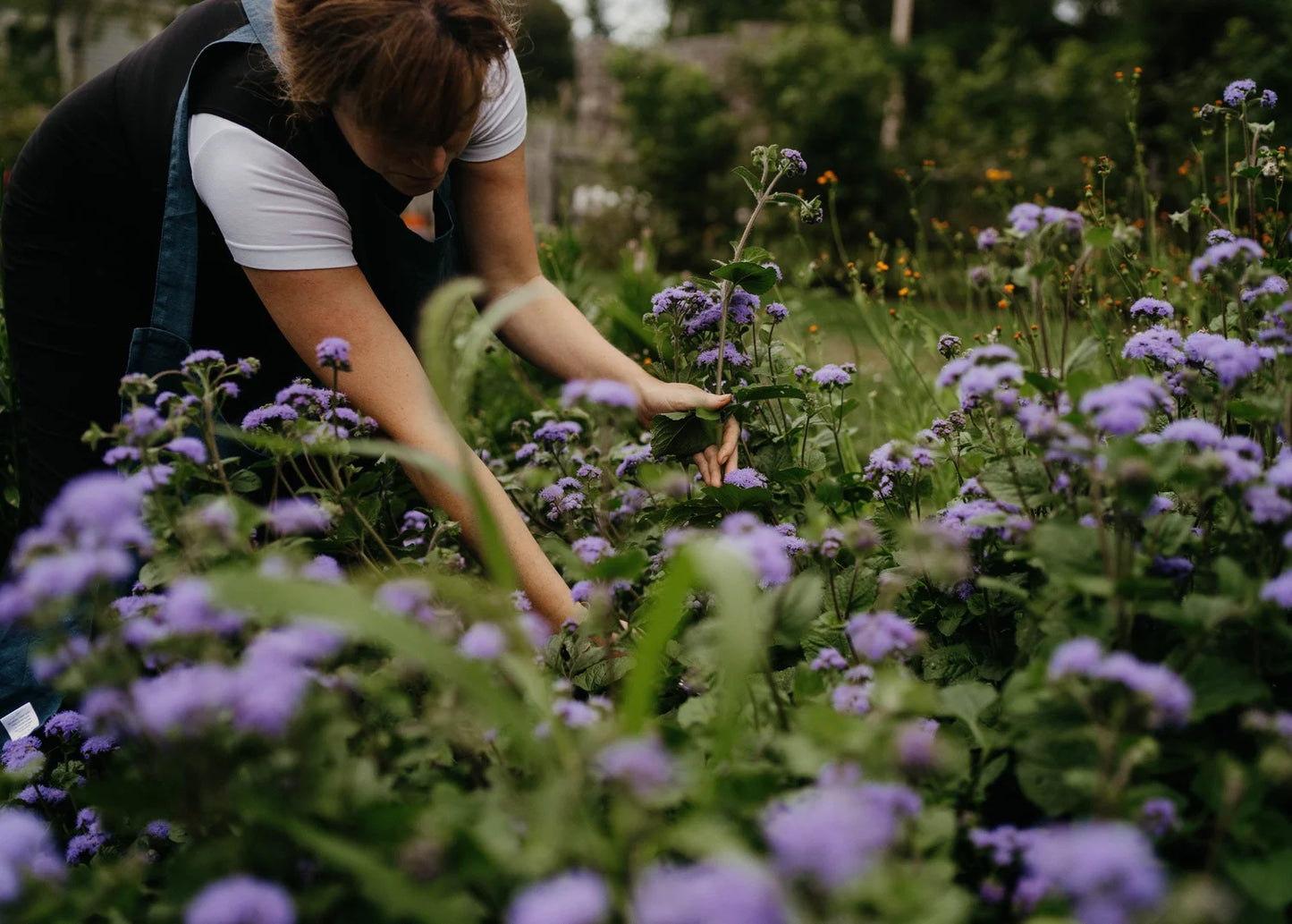 Planning a Cut Flower Garden with Elizabeth Brown, 4/14