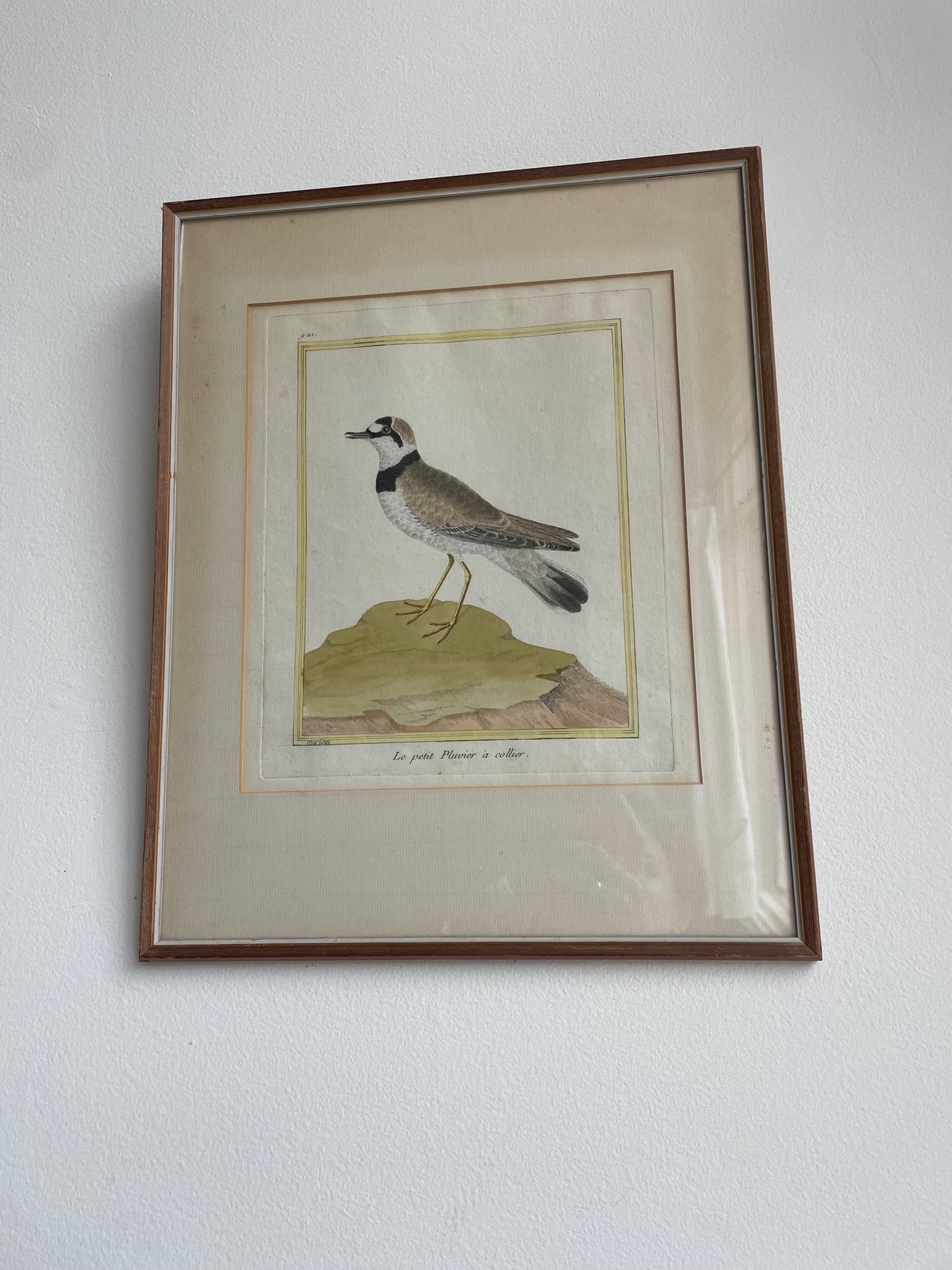 Antique Francois Martinet Bird Prints