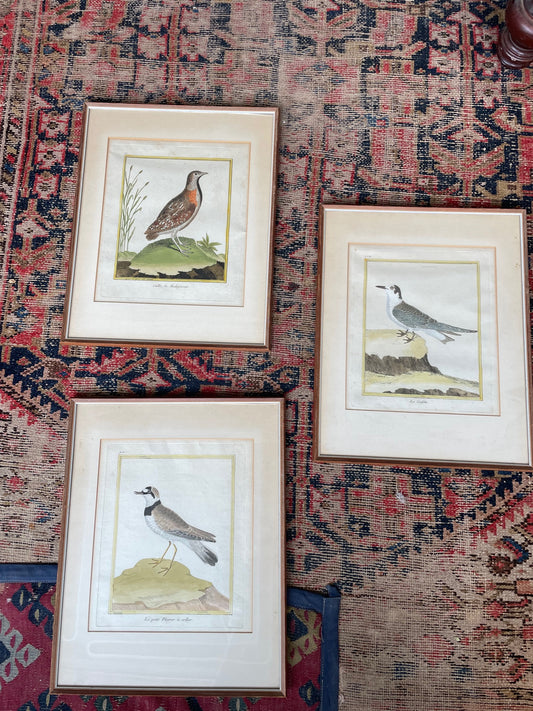 Antique Francois Martinet Bird Prints