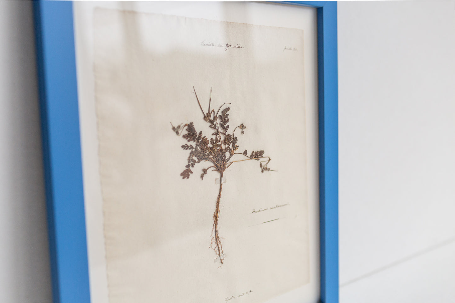 Framed Antique Pressed French Botanicals