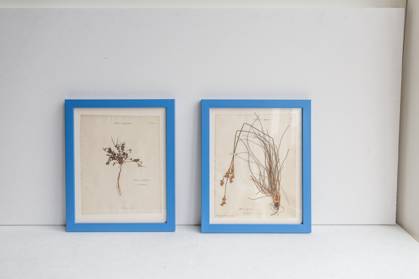 Framed Antique Pressed French Botanicals