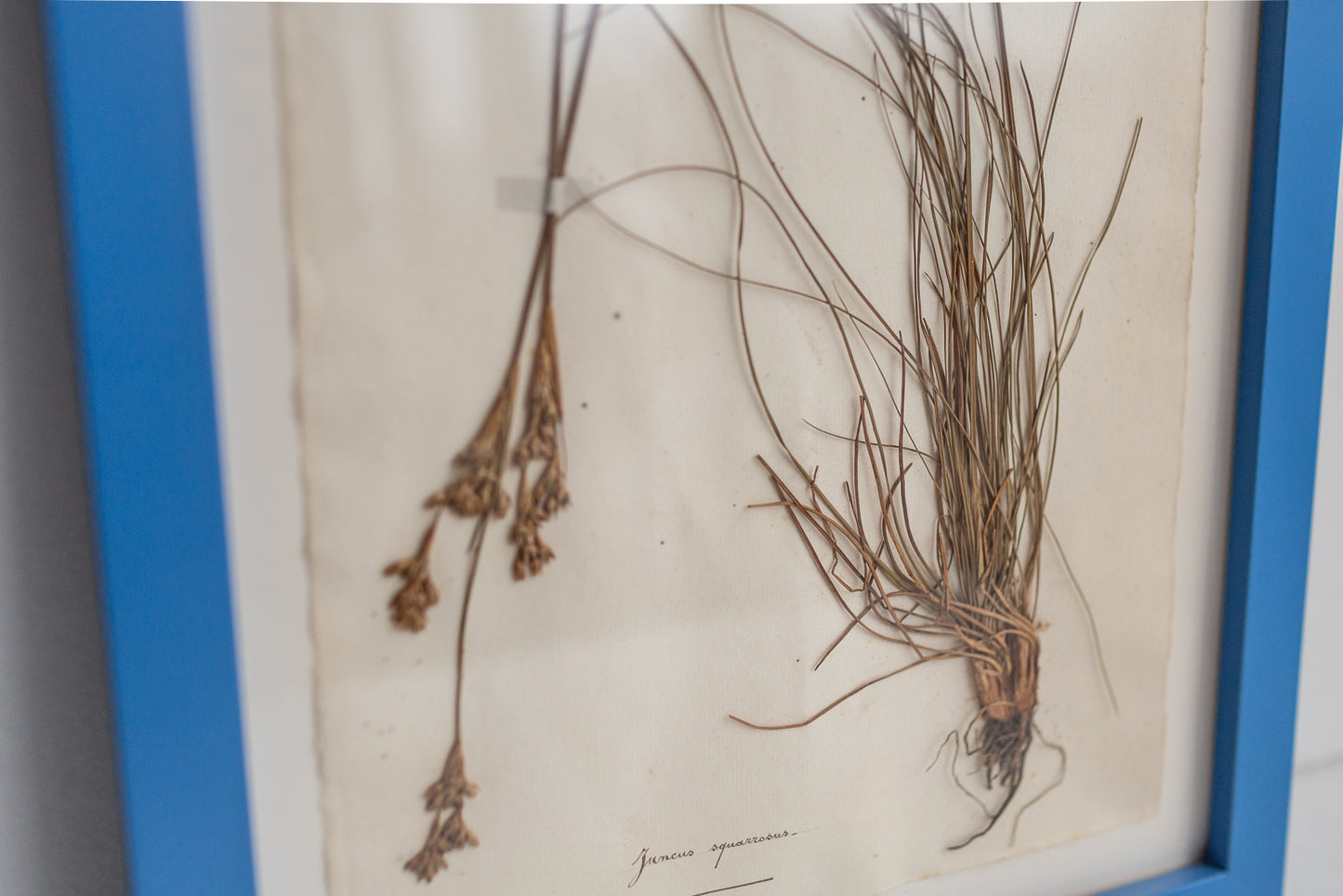 Framed Antique Pressed French Botanicals