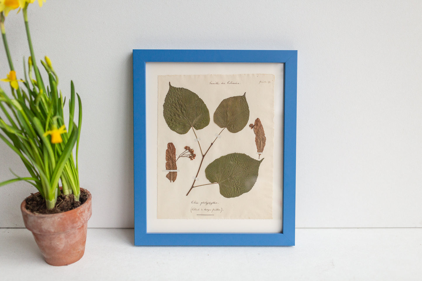 Framed Antique Pressed French Botanicals