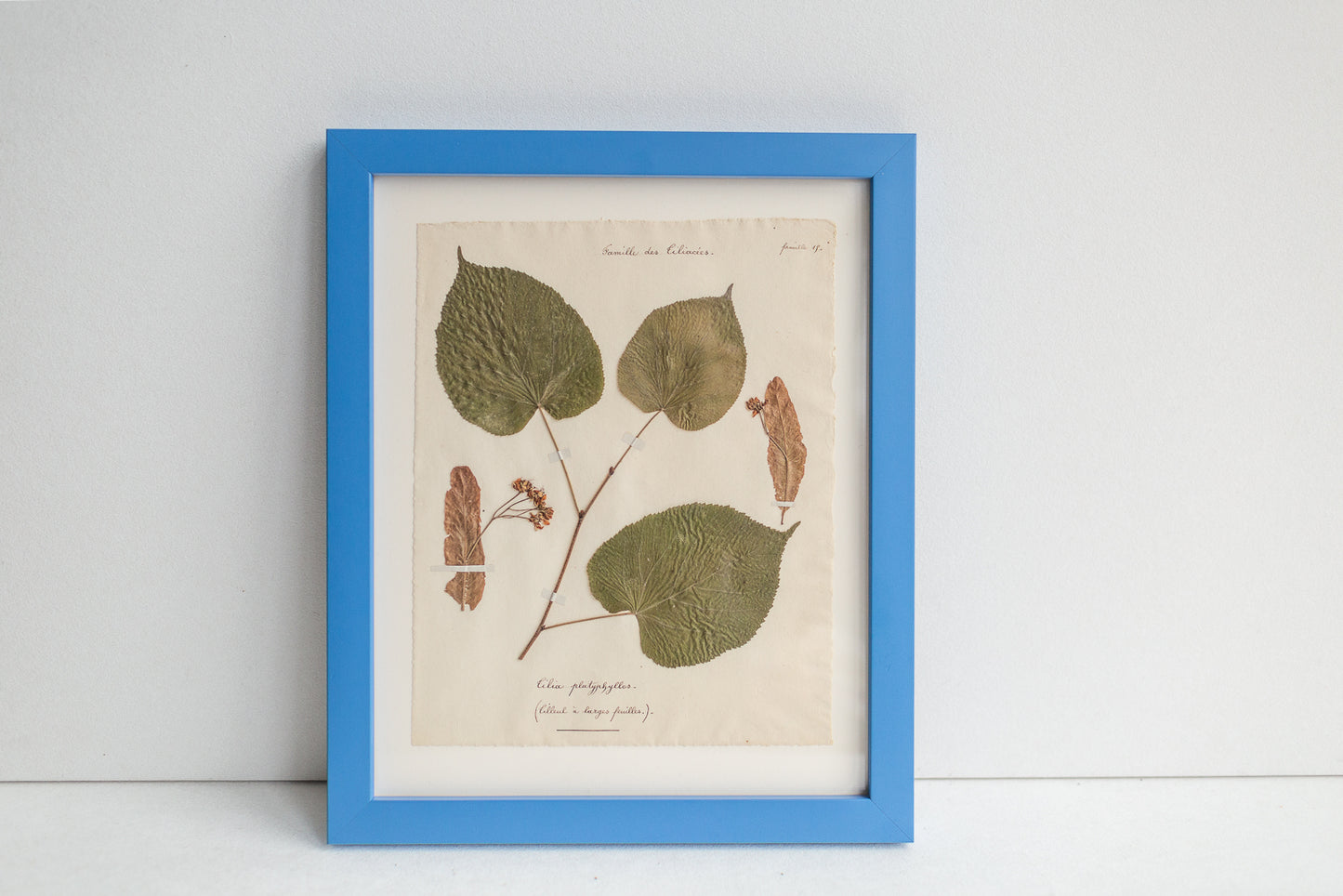 Framed Antique Pressed French Botanicals
