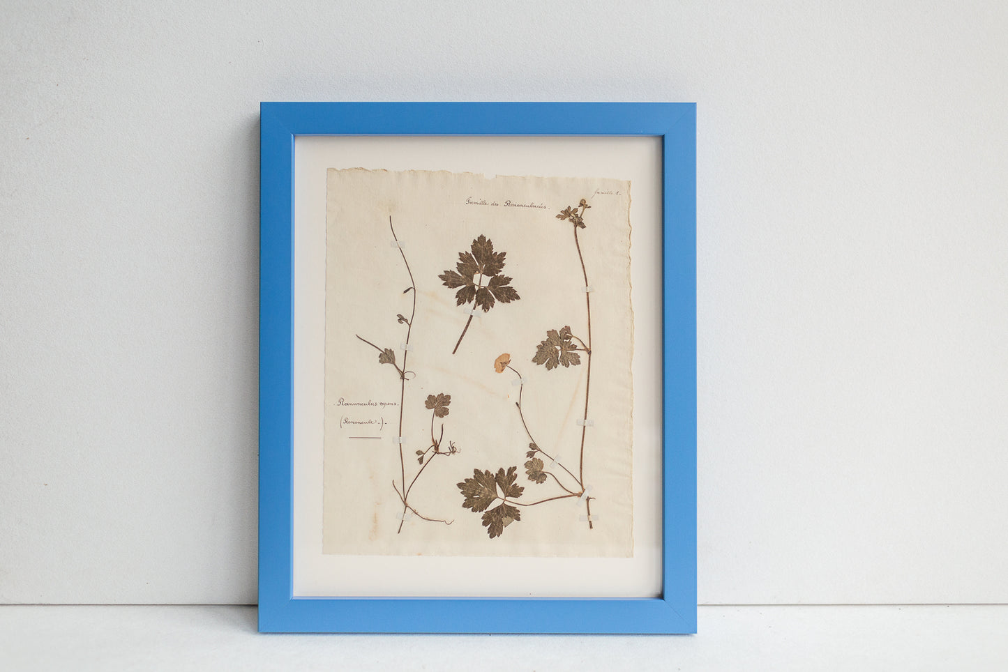 Framed Antique Pressed French Botanicals