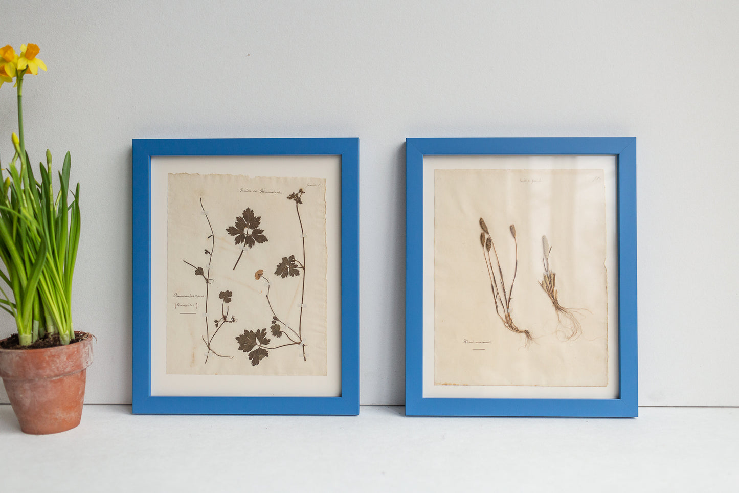 Framed Antique Pressed French Botanicals