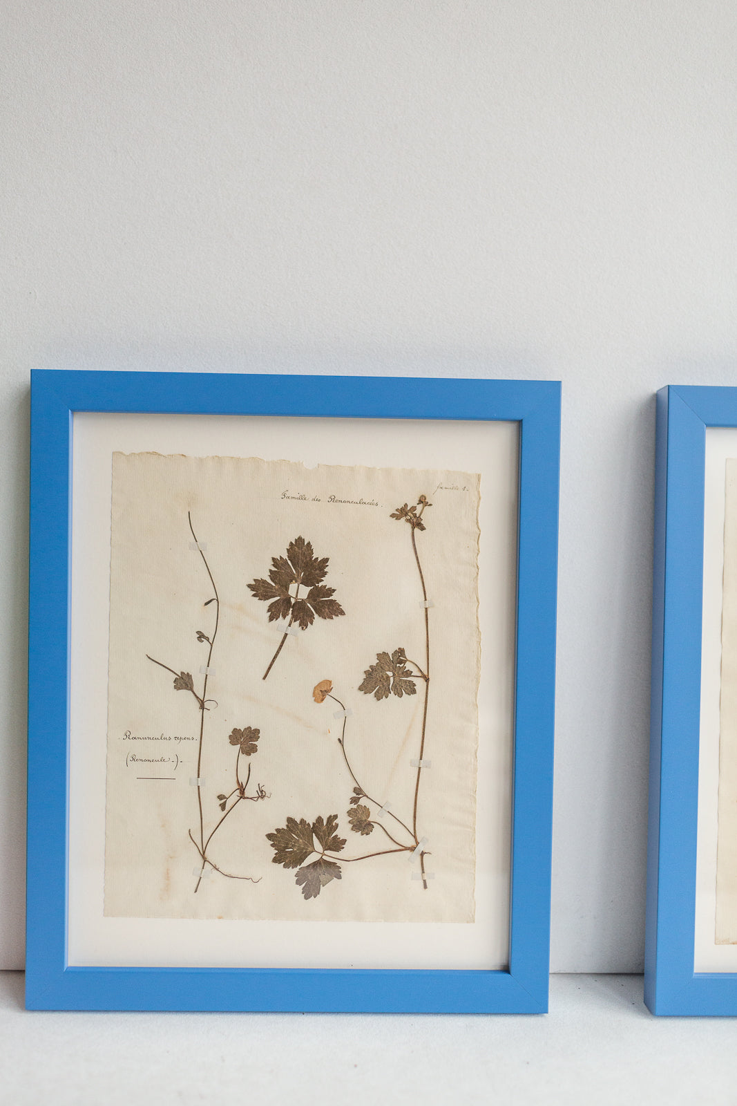 Framed Antique Pressed French Botanicals