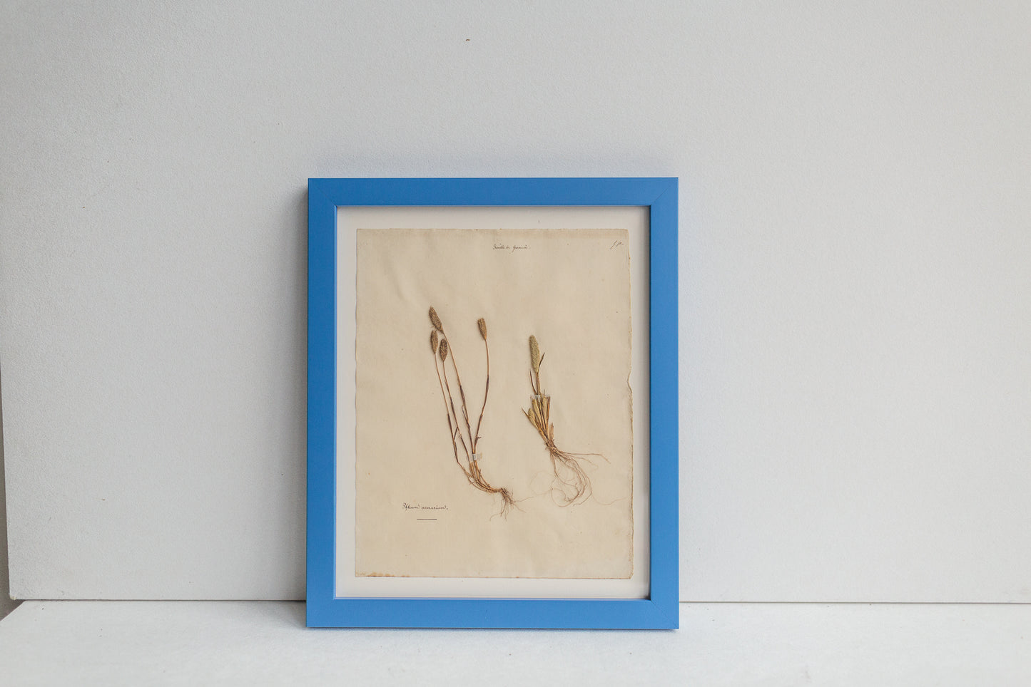 Framed Antique Pressed French Botanicals