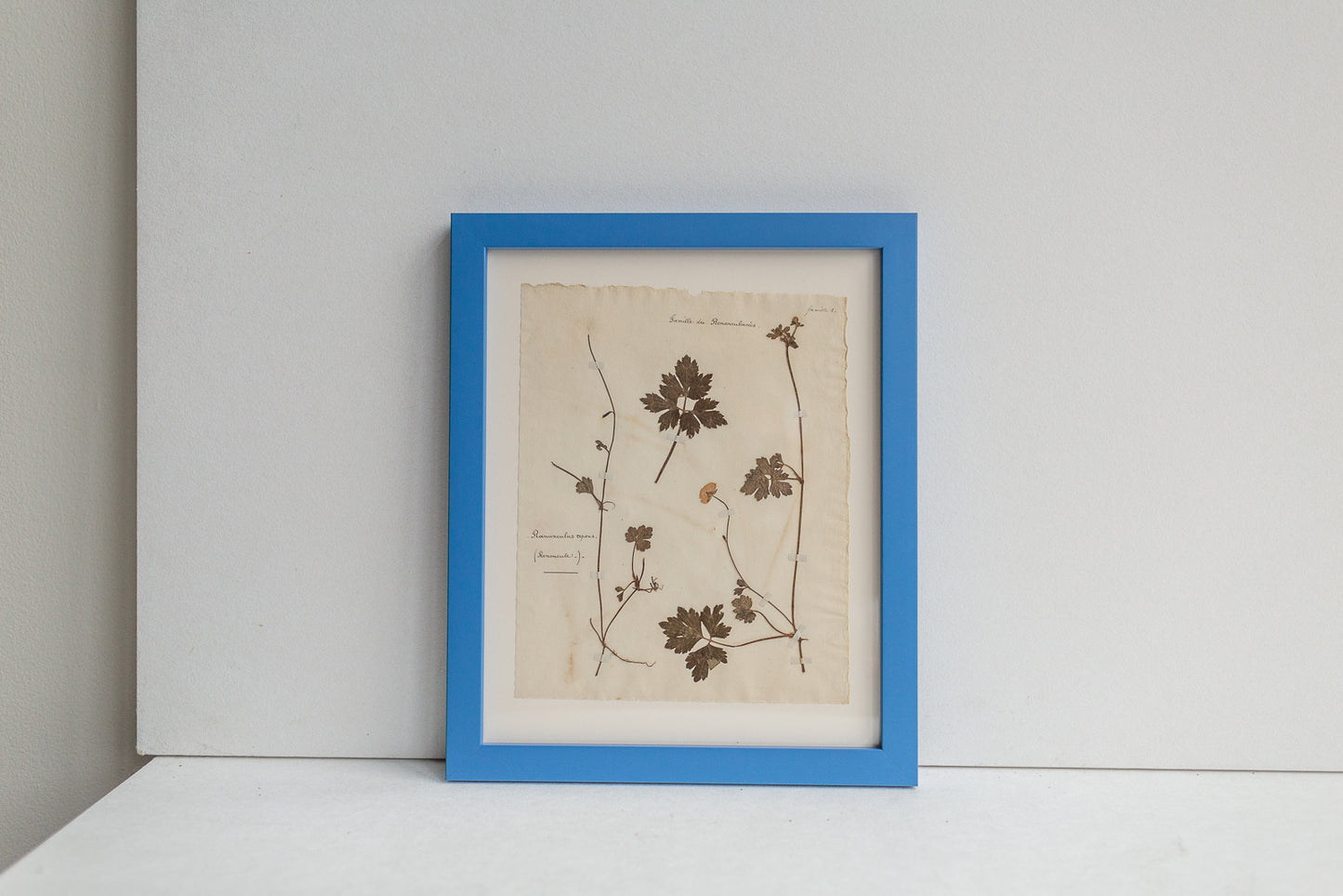 Framed Antique Pressed French Botanicals