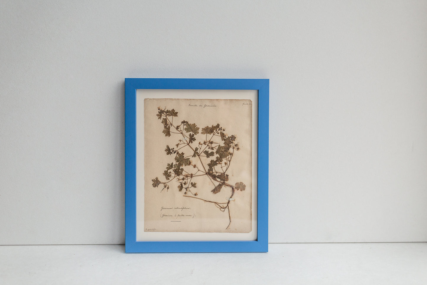 Framed Antique Pressed French Botanicals