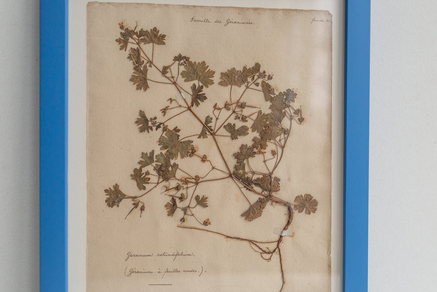 Framed Antique Pressed French Botanicals