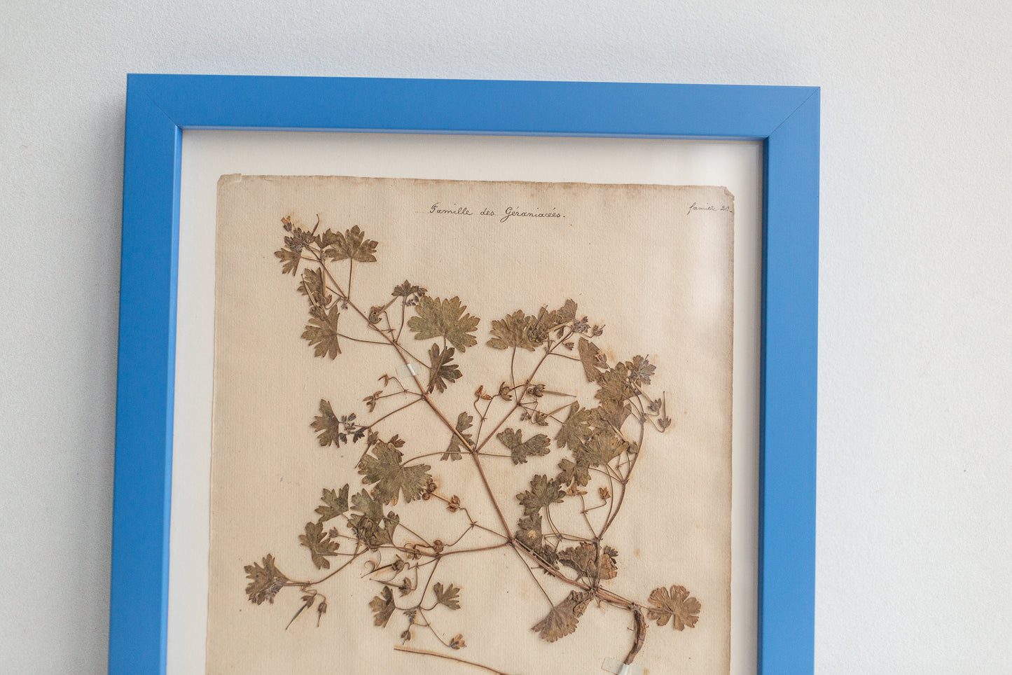 Framed Antique Pressed French Botanicals