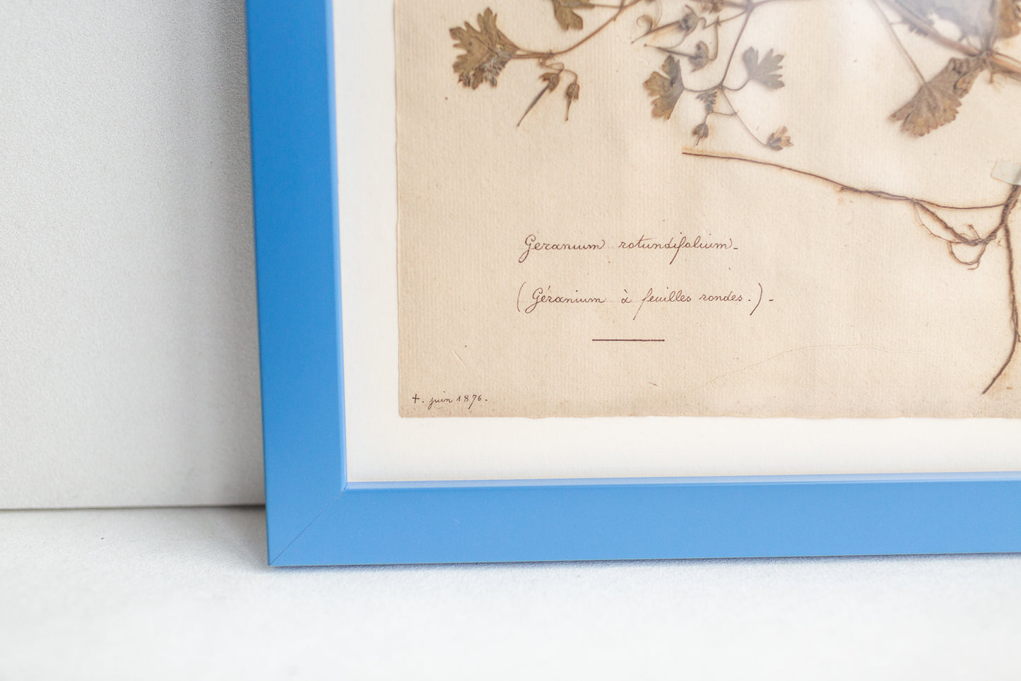 Framed Antique Pressed French Botanicals