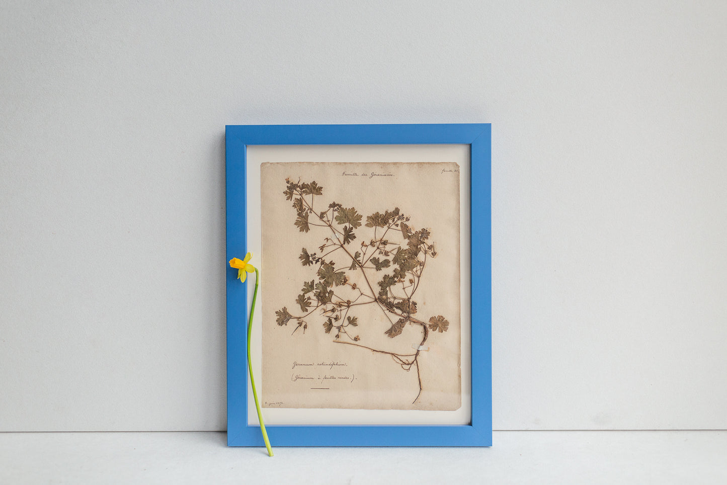 Framed Antique Pressed French Botanicals