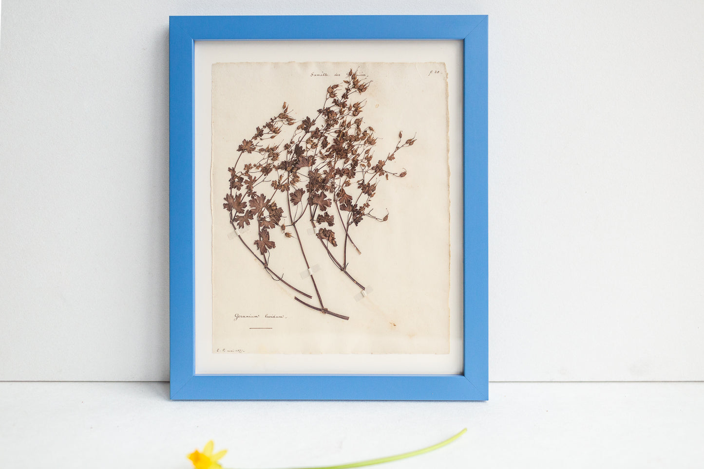 Framed Antique Pressed French Botanicals