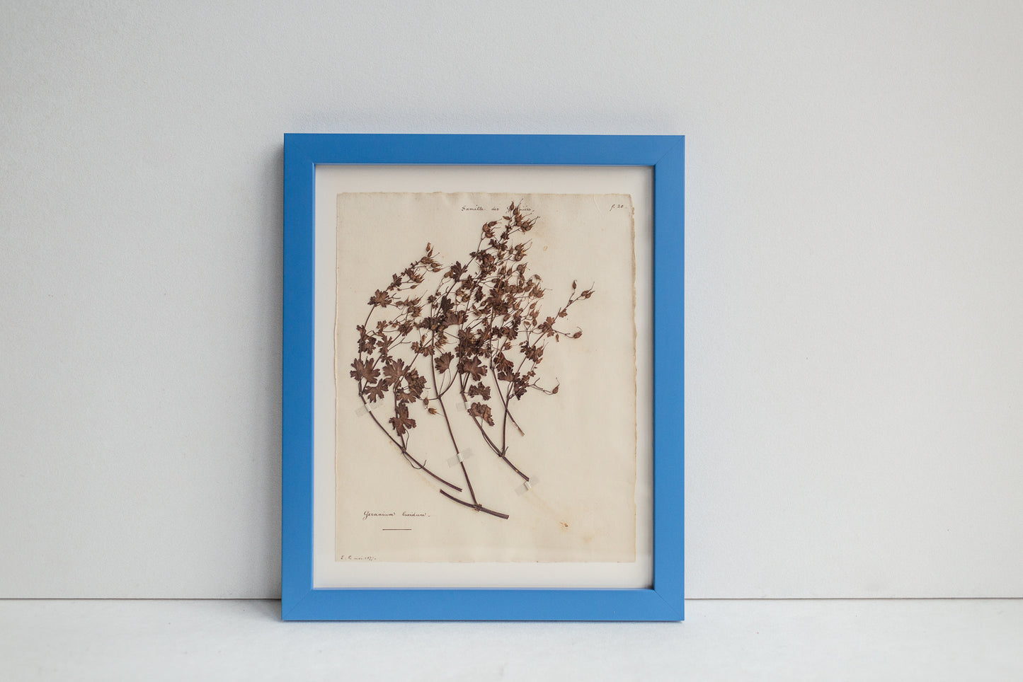Framed Antique Pressed French Botanicals