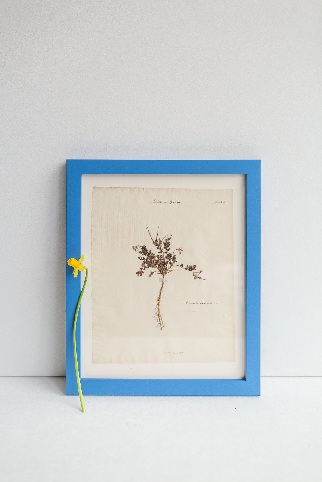 Framed Antique Pressed French Botanicals