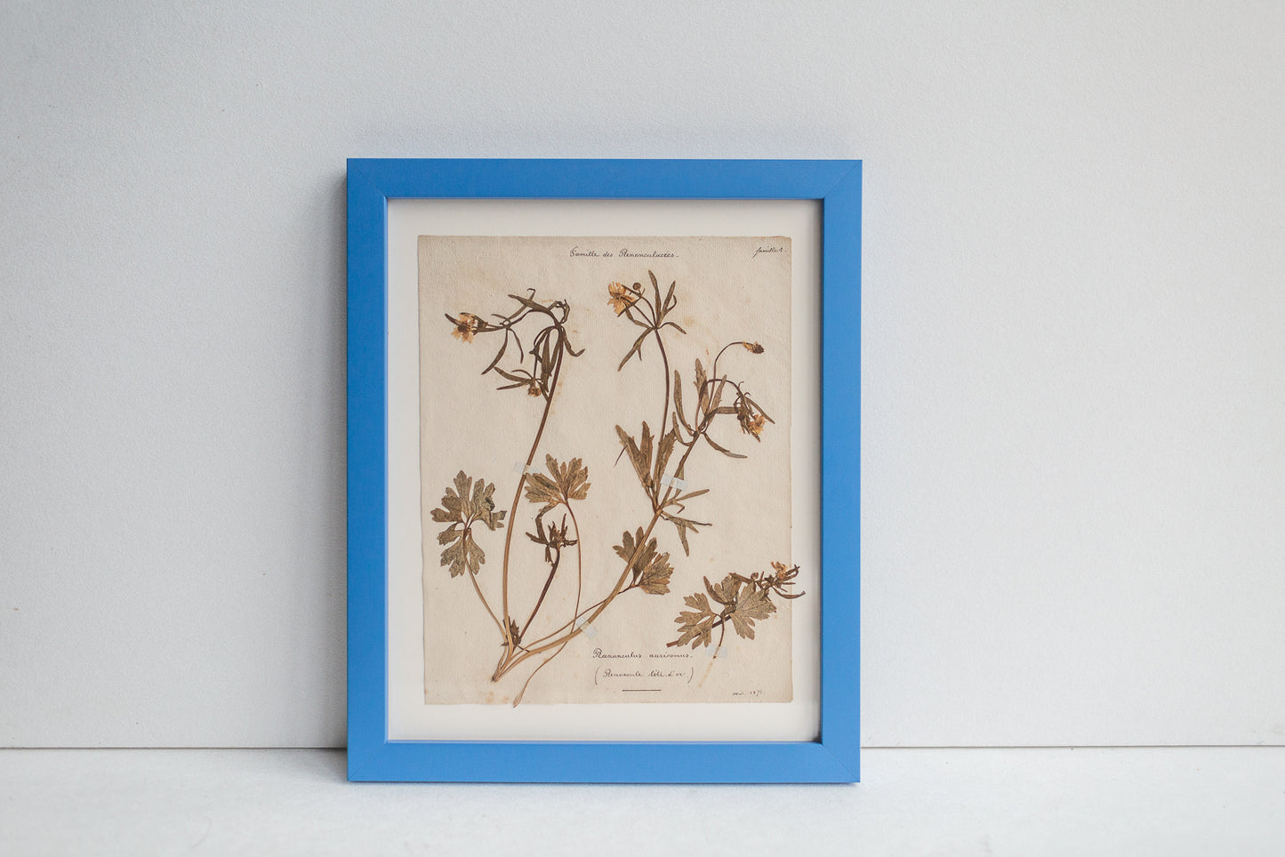 Framed Antique Pressed French Botanicals