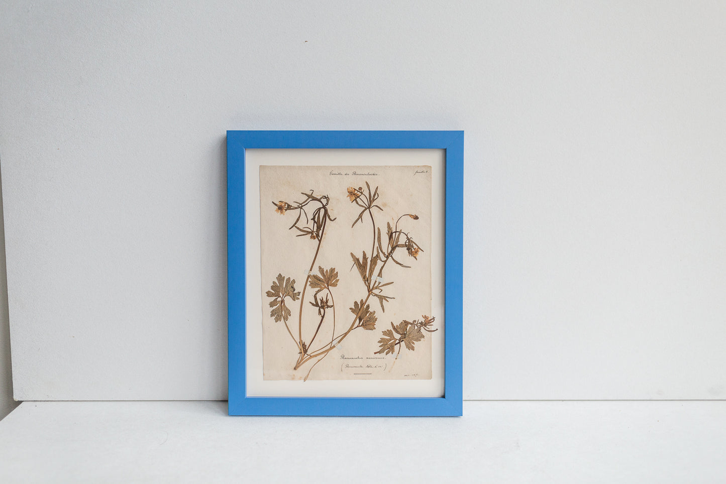 Framed Antique Pressed French Botanicals