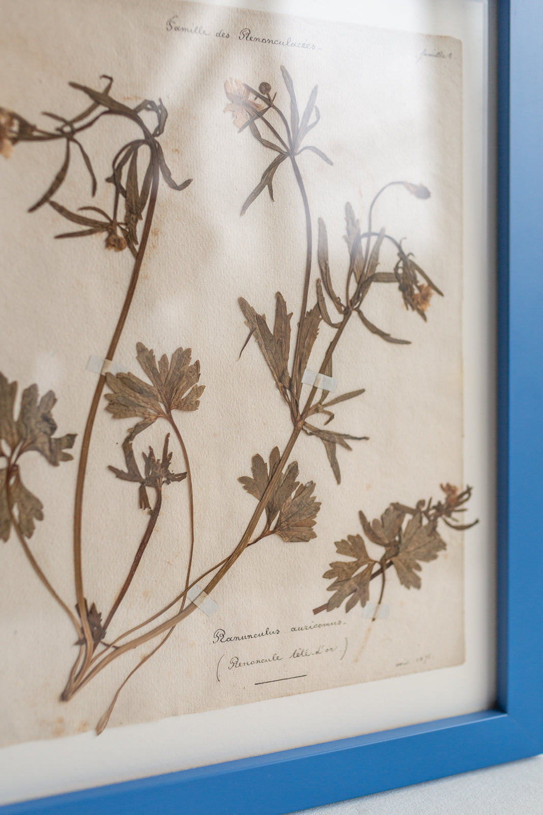 Framed Antique Pressed French Botanicals