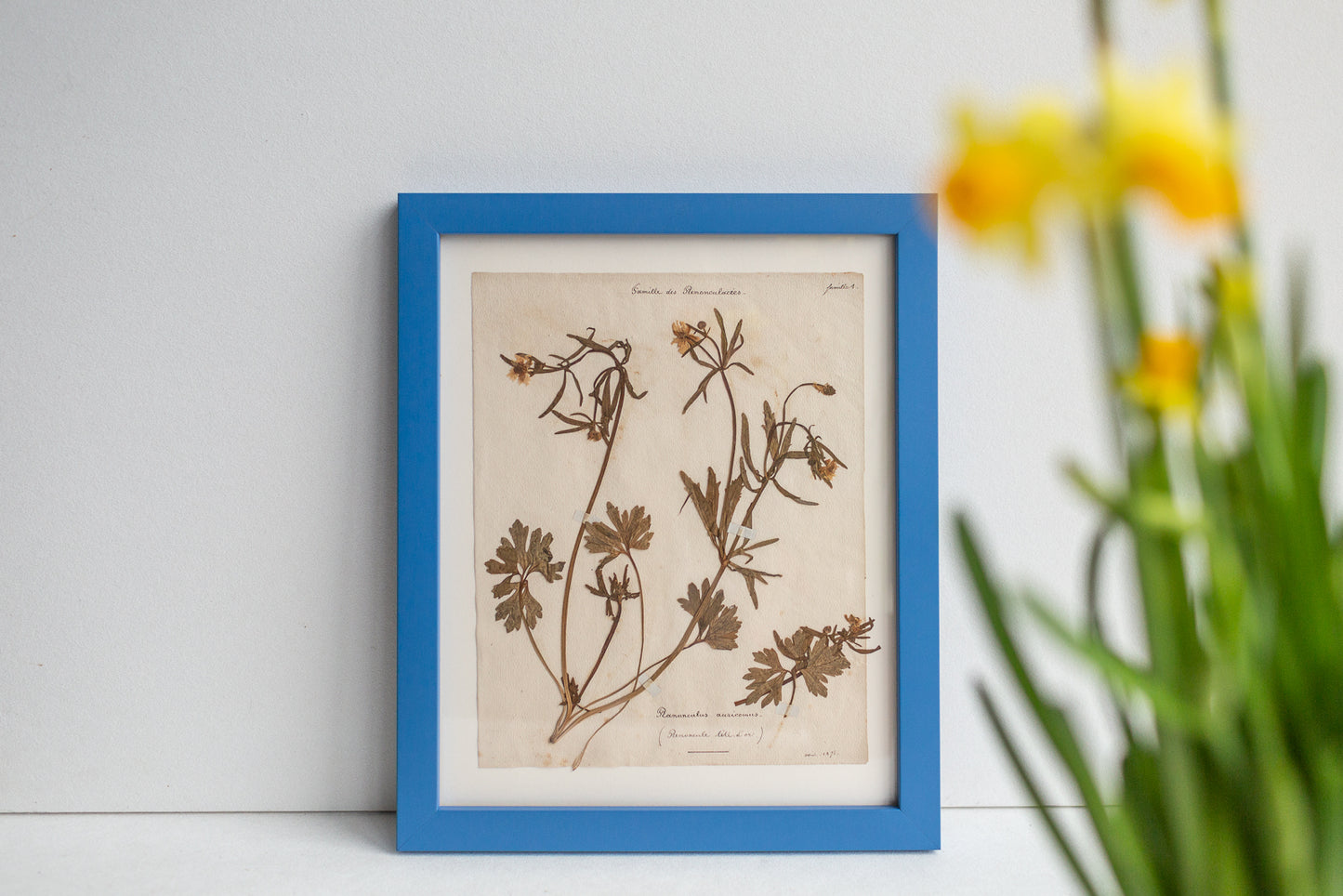 Framed Antique Pressed French Botanicals