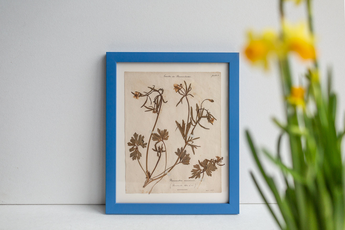 Framed Antique Pressed French Botanicals